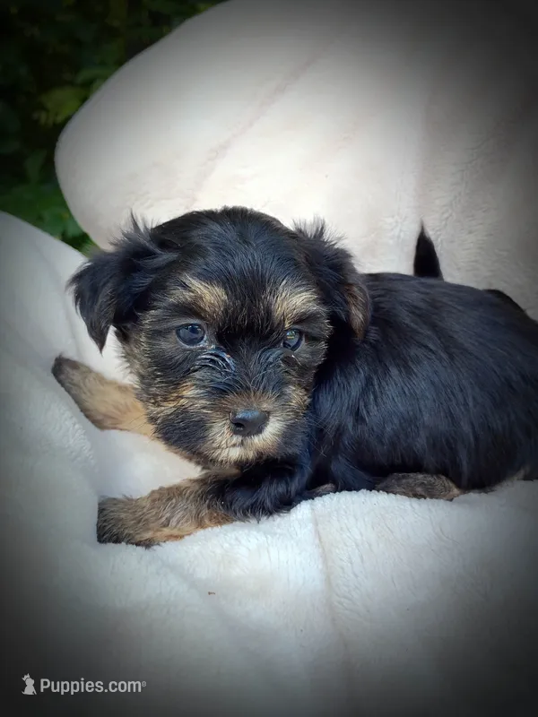 Shorkie Male 1 – Shorkie puppy for sale in Clover, VA