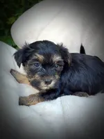 Shorkie Male 1, a male Shorkie for sale in Clover, VA – 1 of 8