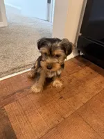 Tommy , a male Yorkshire Terrier for sale in Mobile, AL – 2 of 2