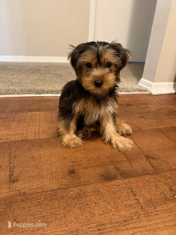 Tommy  – Yorkshire Terrier puppy for sale in Mobile, AL