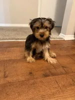 Tommy , a male Yorkshire Terrier for sale in Mobile, AL – 1 of 2