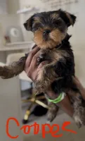 Cooper, a female Yorkshire Terrier for sale in Grand Prairie, TX – 2 of 8