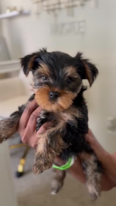 Cooper, a female Yorkshire Terrier for sale in Grand Prairie, TX – 6 of 8