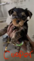 Cooper, a female Yorkshire Terrier for sale in Grand Prairie, TX – 5 of 8