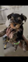 Cooper, a female Yorkshire Terrier for sale in Grand Prairie, TX – 7 of 8
