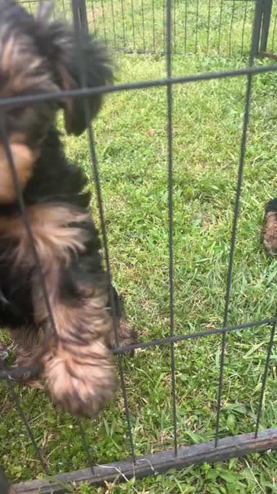 Cooper, a female Yorkshire Terrier for sale in Grand Prairie, TX – 8 of 8