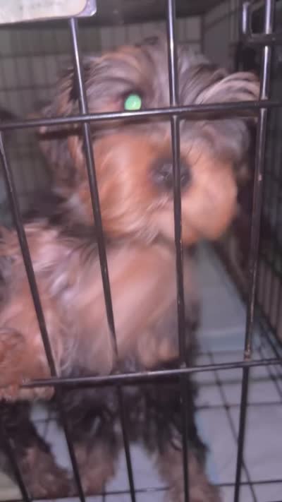 Cooper, a female Yorkshire Terrier for sale in Grand Prairie, TX – 4 of 8