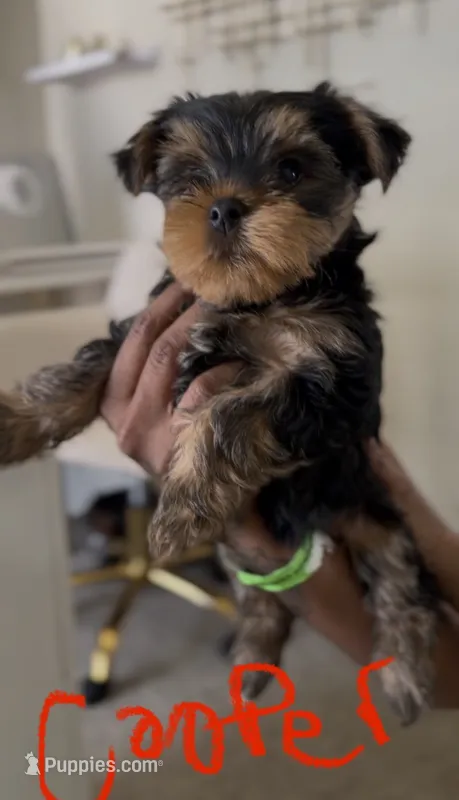 Cooper – Yorkshire Terrier puppy for sale in Grand Prairie, TX