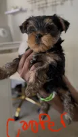 Cooper, a female Yorkshire Terrier for sale in Grand Prairie, TX – 1 of 8