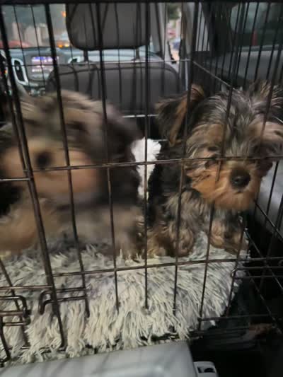 Cooper, a female Yorkshire Terrier for sale in Grand Prairie, TX – 3 of 8