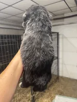 Puppy 2 , a female Newfoundland for sale in Cave City, KY – 3 of 5