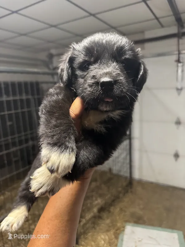 Puppy 2  – Newfoundland puppy for sale in Cave City, KY