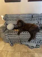 Pup 5, a male Newfoundland for sale in Cave City, KY – 4 of 5