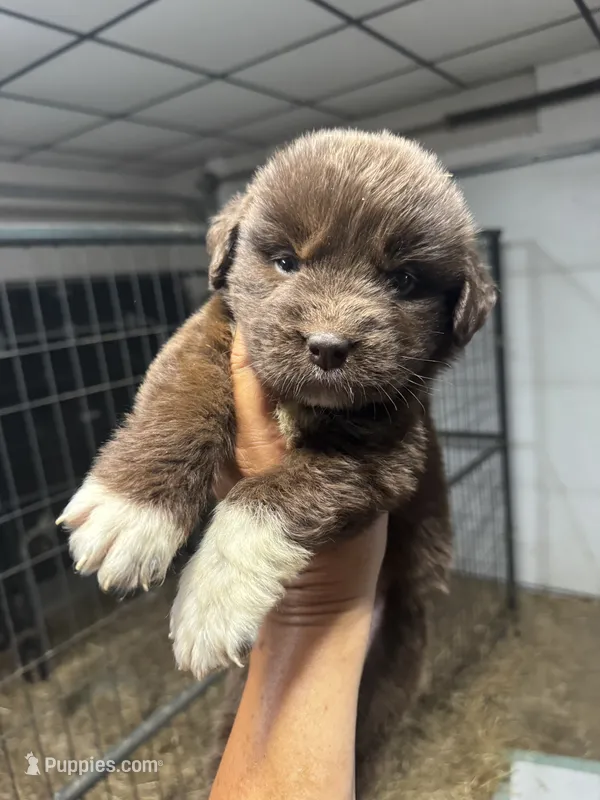 Pup 1  – Newfoundland puppy for sale in Cave City, KY