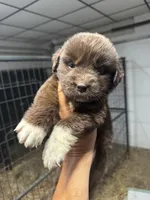 Pup 1 , a female Newfoundland for sale in Cave City, KY – 1 of 5