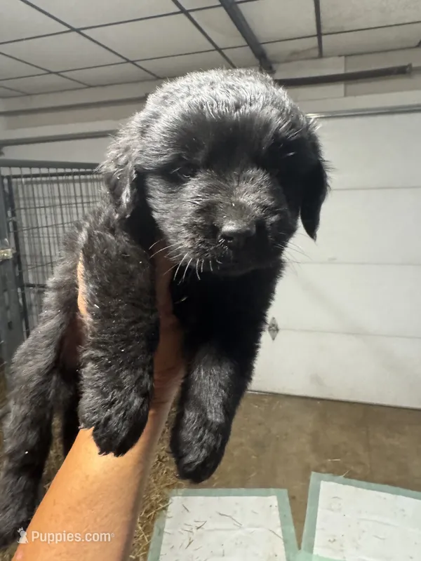 Pup 3 – Newfoundland puppy for sale in Cave City, KY