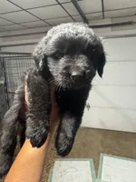 Pup 3, a male Newfoundland for sale in Cave City, KY – 1 of 4