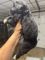 Puppy 2 , a female Newfoundland for sale in Cave City, KY – 2 of 5