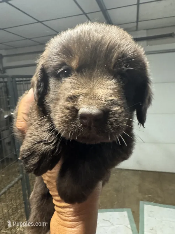 Pup 5 – Newfoundland puppy for sale in Cave City, KY