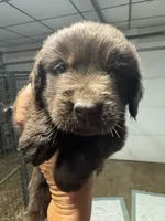 Pup 5, a male Newfoundland for sale in Cave City, KY – 1 of 5