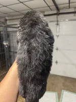 Pup 3, a male Newfoundland for sale in Cave City, KY – 3 of 4