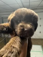 Pup 4, a male Newfoundland for sale in Cave City, KY – 2 of 10