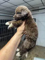 Pup 1 , a female Newfoundland for sale in Cave City, KY – 2 of 5