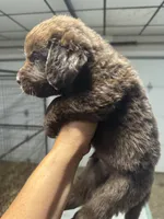 Pup 5, a male Newfoundland for sale in Cave City, KY – 5 of 5