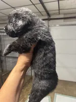 Pup 3, a male Newfoundland for sale in Cave City, KY – 4 of 4
