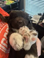 Kion, a male Newfoundland for sale in Cave City, KY – Photo 5 of 7