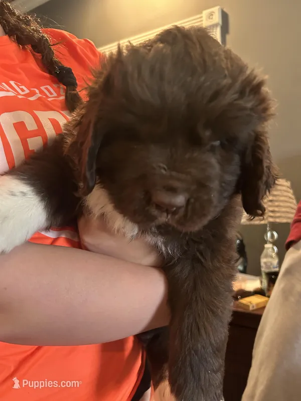 Kion – Newfoundland puppy for sale in Cave City, KY