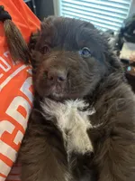 Kion, a male Newfoundland for sale in Cave City, KY – Photo 6 of 7