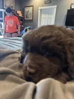 Kion, a male Newfoundland for sale in Cave City, KY – Photo 2 of 7