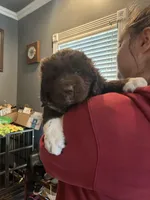Kion, a male Newfoundland for sale in Cave City, KY – Photo 3 of 7