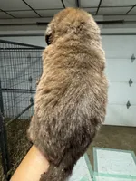 Pup 4, a male Newfoundland for sale in Cave City, KY – 3 of 10