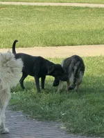 Pup 4, a male Newfoundland for sale in Cave City, KY – 7 of 10