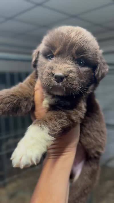 Pup 1 , a female Newfoundland for sale in Cave City, KY – 3 of 5