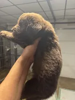 Pup 4, a male Newfoundland for sale in Cave City, KY – 4 of 10