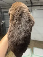 Pup 5, a male Newfoundland for sale in Cave City, KY – 3 of 5