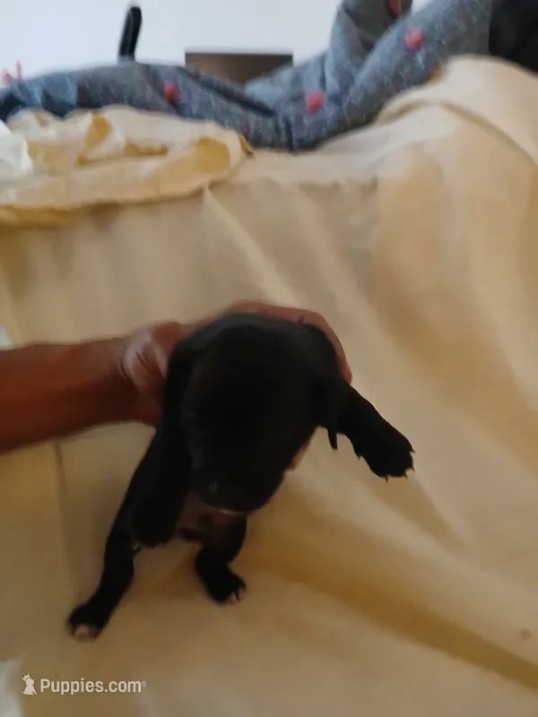 Puppies 3 male – Chihuahua puppy for sale in Madison, WI