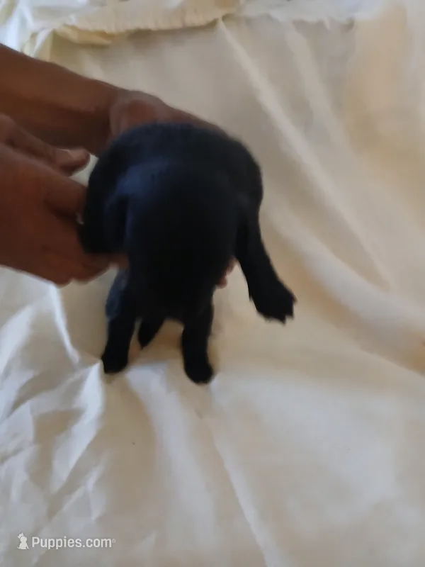 Puppies 6 female – Chihuahua puppy for sale in Madison, WI