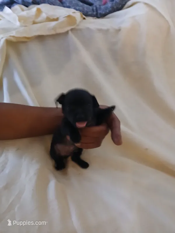 Puppies 4 male – Chihuahua puppy for sale in Madison, WI
