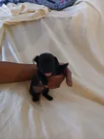 Puppies 4 male, a male Chihuahua for sale in Madison, WI – 1 of 1