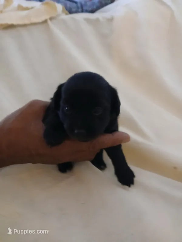 Puppies 1 boy – Chihuahua puppy for sale in Madison, WI