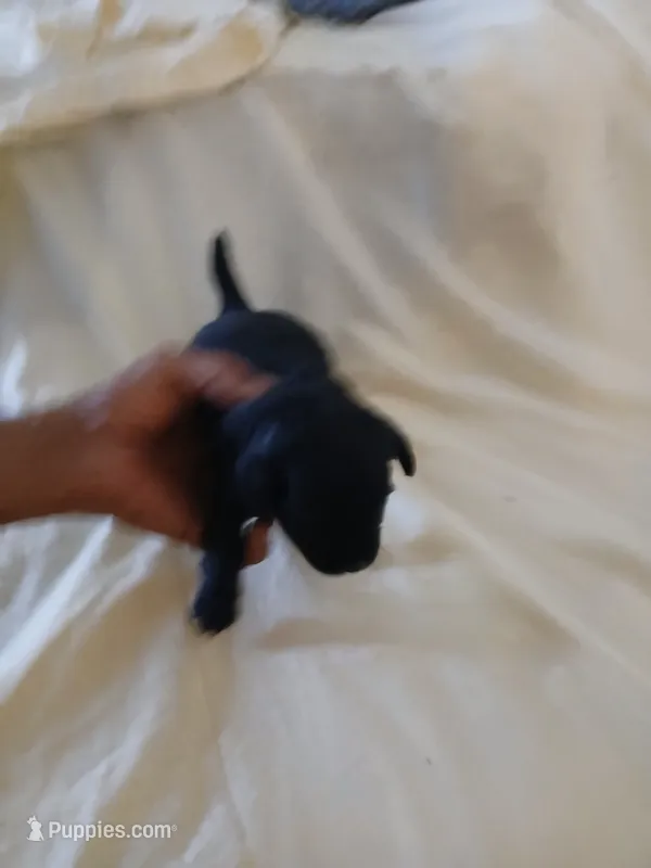 Puppies 2 male – Chihuahua puppy for sale in Madison, WI