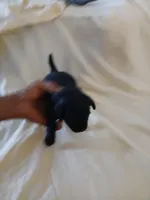 Puppies 2 male, a male Chihuahua for sale in Madison, WI – 1 of 1