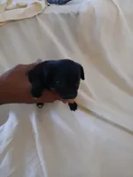 Puppies 5 boy, a male Chihuahua for sale in Madison, WI – 1 of 1