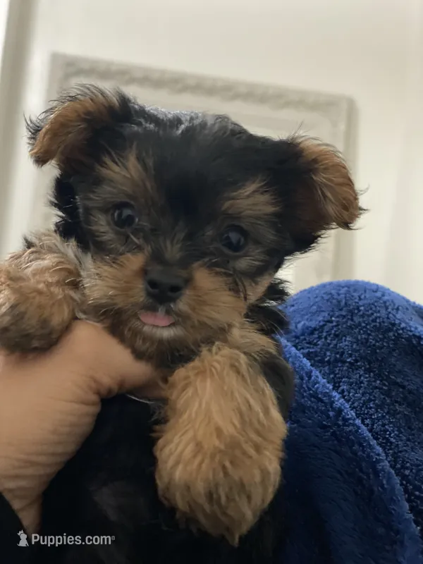 puppy 3 – Yorkshire Terrier puppy for sale in Conway, AR