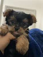 puppy 3, a male Yorkshire Terrier for sale in Conway, AR – 1 of 1