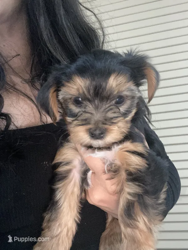 jutes – Yorkshire Terrier puppy for sale in Conway, AR
